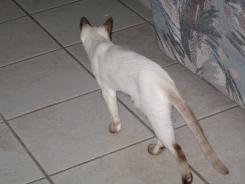more kittens